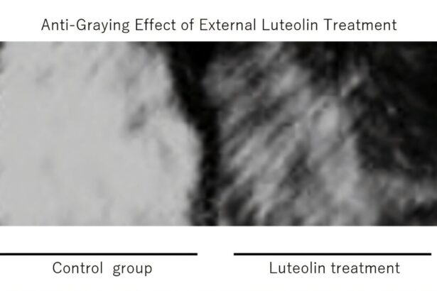 Luteolin, an antioxidant in vegetables, may contribute to the prevention of hair graying