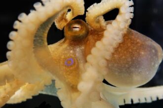 Octopuses May Have The Oldest Sex Chromosomes in The Animal Kingdom : ScienceAlert