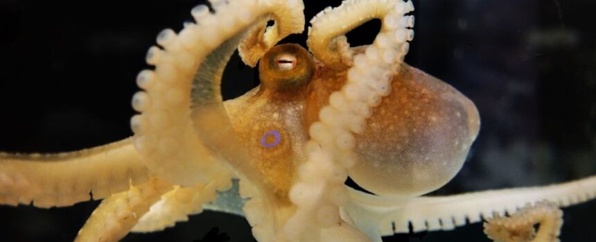 Octopuses May Have The Oldest Sex Chromosomes in The Animal Kingdom : ScienceAlert