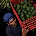 Our avocado obsession is destroying Mexico’s forests. Is this a fix?