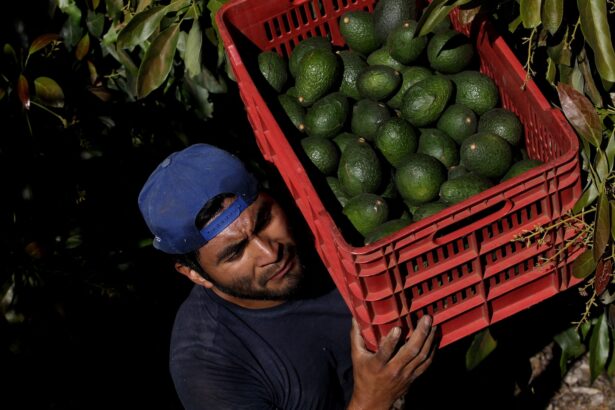 Our avocado obsession is destroying Mexico’s forests. Is this a fix?