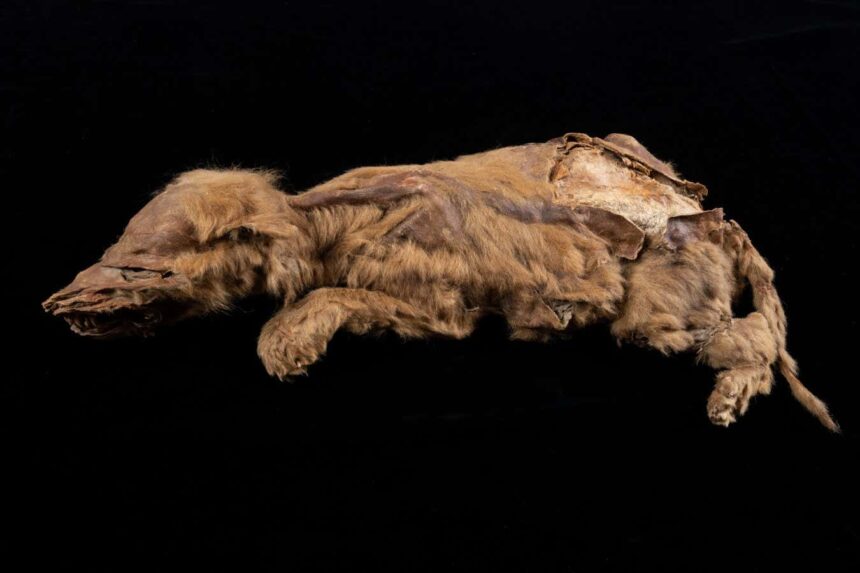 Permafrost mummies are unlocking the secrets of prehistory