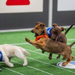 Photos from a historic Puppy Bowl 2025 : NPR