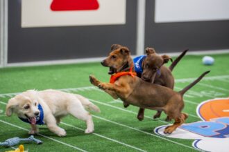 Photos from a historic Puppy Bowl 2025 : NPR