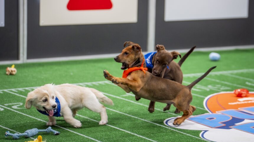 Photos from a historic Puppy Bowl 2025 : NPR