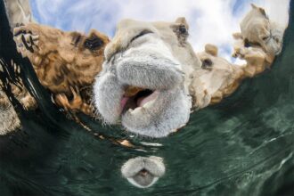 The Underwater Photographer of the Year Celebrates 60 Years of Wildlife Diversity — Colossal