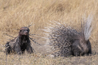 The Wildlife Photographer of the Year People’s Choice winners capture nature at its fiercest