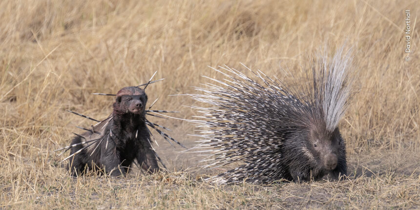 The Wildlife Photographer of the Year People’s Choice winners capture nature at its fiercest