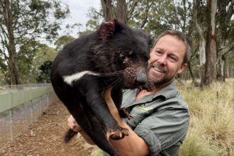 The bold plan to bring back Tasmanian devils across mainland Australia