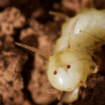 The butts of these blowfly larvae mimic termite faces