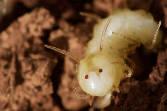 The butts of these blowfly larvae mimic termite faces