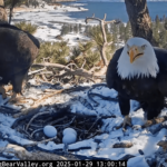 The famous bald eagle nest live cam is back with three new eggs