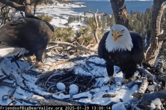 The famous bald eagle nest live cam is back with three new eggs