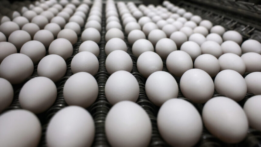 Trump administration shifts bird flu policy from health to egg prices