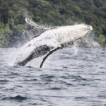 Whale Song Reveals Eerie Similarities to Human Speech, Scientists Find : ScienceAlert