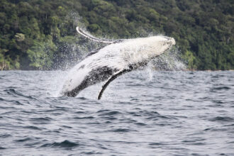 Whale Song Reveals Eerie Similarities to Human Speech, Scientists Find : ScienceAlert