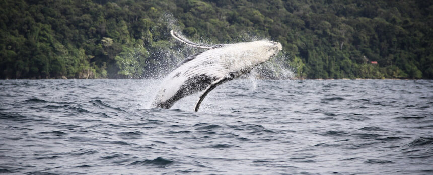 Whale Song Reveals Eerie Similarities to Human Speech, Scientists Find : ScienceAlert