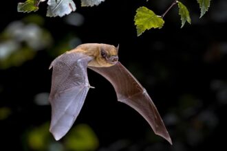 What Is HKU5-CoV-2? Scientists Find Bat Virus Similar To COVID-19