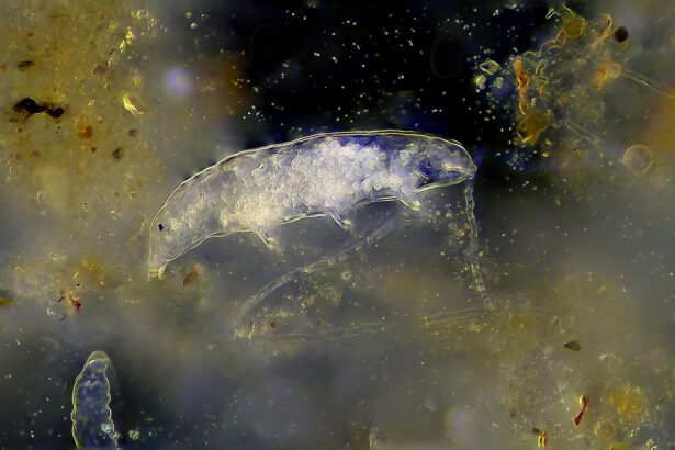 A tardigrade protein helped reduce radiation damage in mice