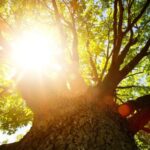 Alternatives to Tree Removal – Earth911