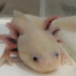 Axolotls help reveal keratinocytes, not fibroblasts, make collagen for healthy skin