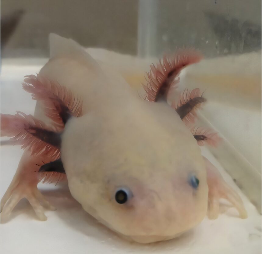 Axolotls help reveal keratinocytes, not fibroblasts, make collagen for healthy skin