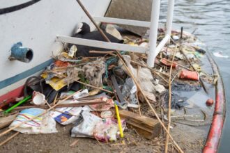 Birds’ nests in Amsterdam are made up of plastic from 30 years ago