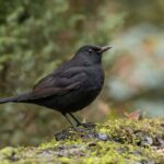 Blackbird deaths point to looming West Nile Virus threat in the UK