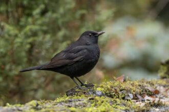 Blackbird deaths point to looming West Nile Virus threat in the UK