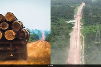 Brazil Cuts Down Thousands Of Trees In Amazon Rainforest To Build Road For Climate Summit