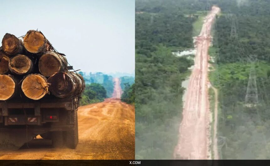 Brazil Cuts Down Thousands Of Trees In Amazon Rainforest To Build Road For Climate Summit