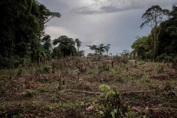 CDC Study Finds Deforestation Is A Leading Indicator Of Ebola Outbreaks