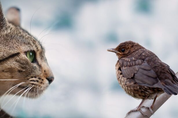 Cats Are Getting Bird Flu. Here’s How To Protect Them