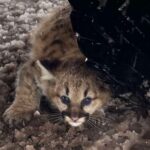 Cougar cubs spotted in Michigan for first time in over a century