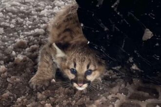 Cougar cubs spotted in Michigan for first time in over a century