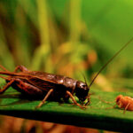 Crickets and flies face off in a quiet evolutionary battle