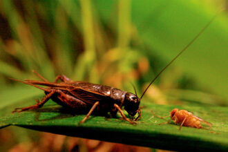 Crickets and flies face off in a quiet evolutionary battle