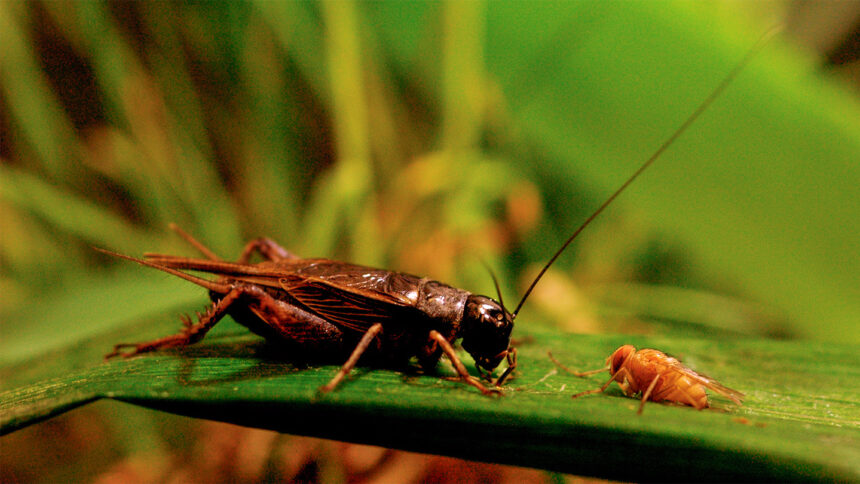 Crickets and flies face off in a quiet evolutionary battle