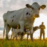 Dairy giant Arla’s climate ‘fairytale’