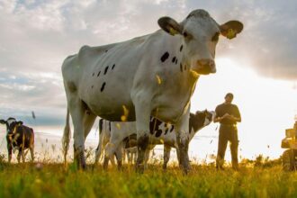 Dairy giant Arla’s climate ‘fairytale’