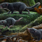 Dark coats may have helped the earliest mammals hide from hungry dinosaurs