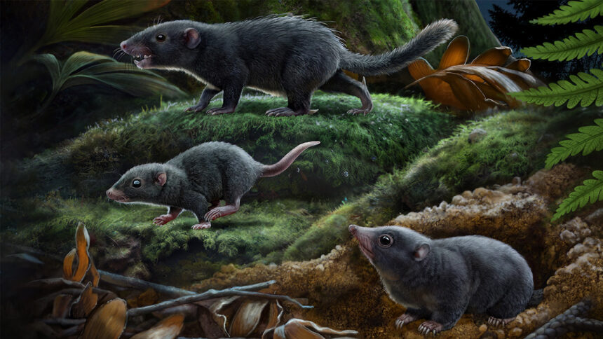 Dark coats may have helped the earliest mammals hide from hungry dinosaurs