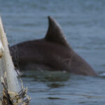 Dolphins and humans team up to catch fish in Brazil