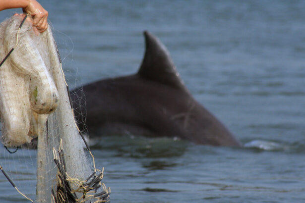 Dolphins and humans team up to catch fish in Brazil