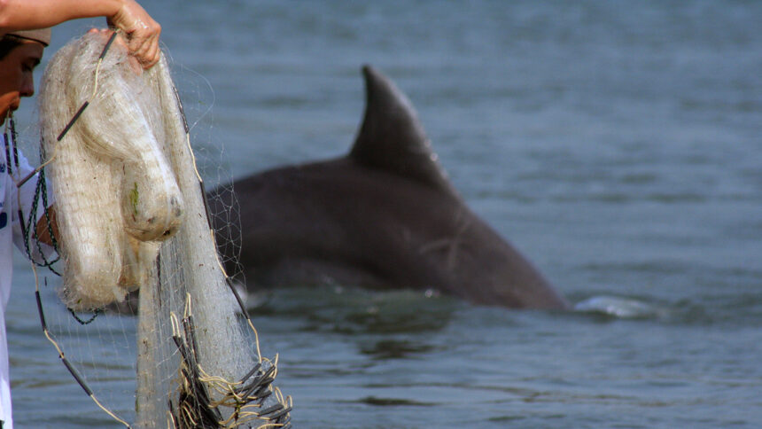 Dolphins and humans team up to catch fish in Brazil