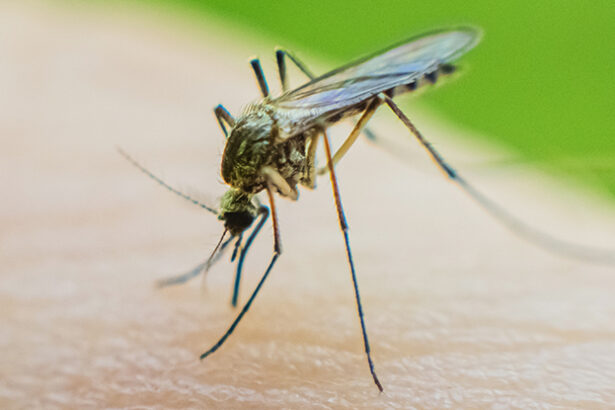 Drug For Rare Disease Turns Human Blood Into Mosquito Poison : ScienceAlert