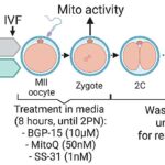 Early embryo development holds key to healthy lifestyles, study suggests