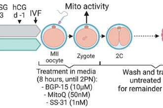 Early embryo development holds key to healthy lifestyles, study suggests