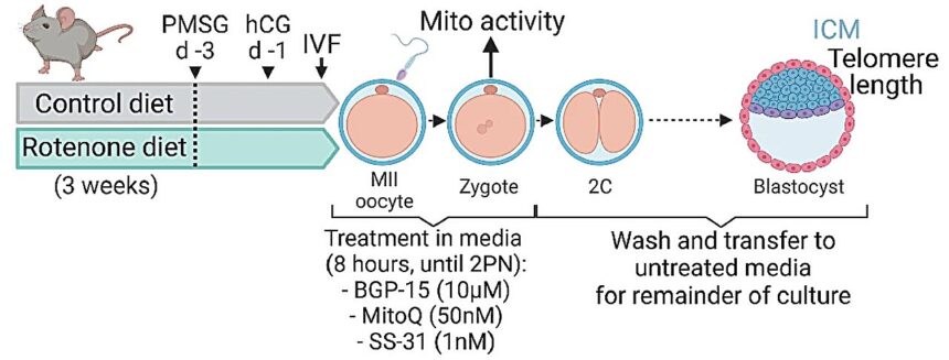 Early embryo development holds key to healthy lifestyles, study suggests