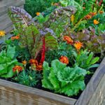 Edible Container Gardens Bloom Beauty and Benefits